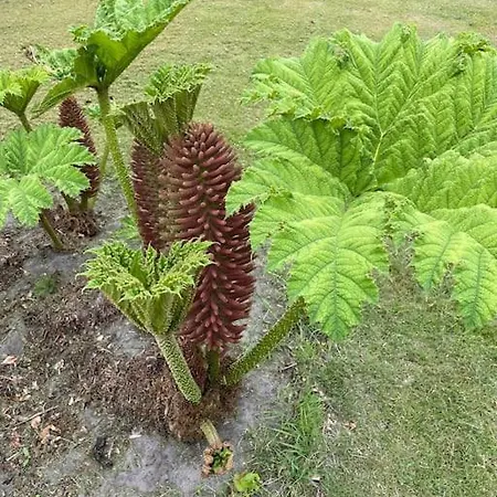 Solhoj - A Nice Quite Place Just Outside בילונד