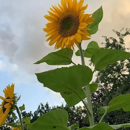 Solhoj - A Nice Quite Place Just Outside בית נופש