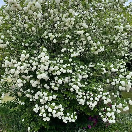 Solhoj - A Nice Quite Place Just Outside בילונד