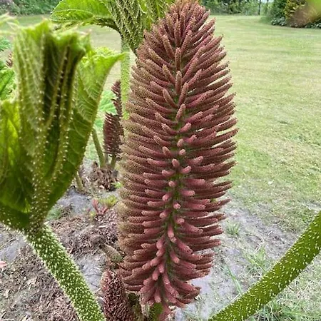 Solhoj - A Nice Quite Place Just Outside בילונד